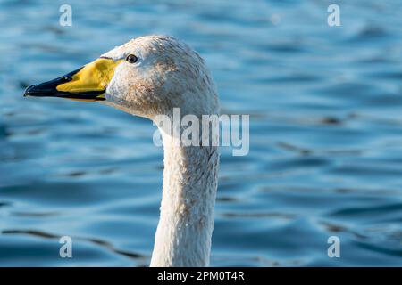 Nahaufnahme von Kopf und Hals eines Whooper Schwans mit Wassertropfen vor einem blauen See Stockfoto