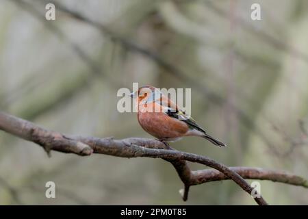 Männliche Keule im Wald auf dem Ast Stockfoto