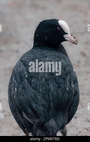 Porträt eines Räubers von hinten an Land bei Schnee und schlechtem Wetter Stockfoto