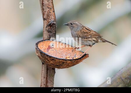 Dunnock hoch oben auf einer leeren Kokosnussfütterung auf einem Baum Stockfoto