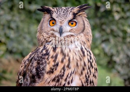 Nahaufnahme der Turkmenischen Adlereule, Unterart der europäischen/eurasischen Adlereule mit leuchtend orangefarbenen Augen und großen Ohrmuscheln Stockfoto