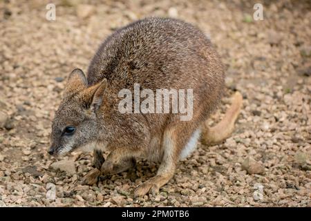 Parma Wallaby auf braunen Steinen und Kies mit Blick zur Seite Stockfoto