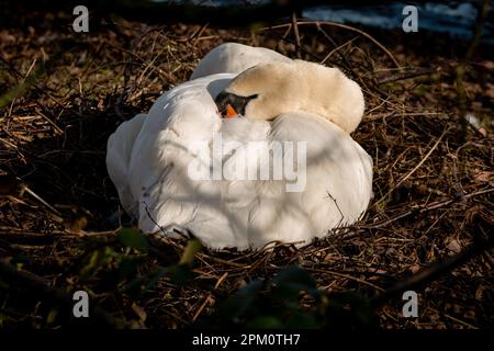 Stummer Schwan ruht mit dem Kopf unter dem Flügel in einem Nest aus Zweigen Stockfoto