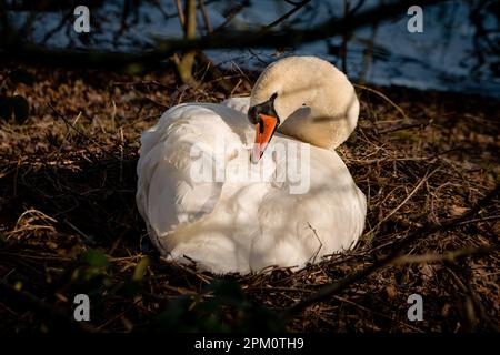 Stummer Schwan in einem Zweignest im Wald in der Nähe eines Sees Stockfoto