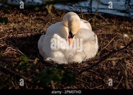 Stummer Schwan, der den Kopf zwischen die Flügel steckt, in einem Nest von Zweigen in einem Wald in der Nähe eines Sees Stockfoto
