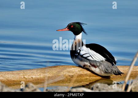 Ein männlicher roter Merganser, hoch oben am ruhigen Wasser, mit Blick auf den Horizont Stockfoto