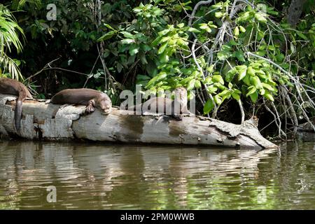 Seeotter-Familie, die im Baumstamm am Sandoval Lake mit Waldhintergrund schläft. Vom Aussterben bedrohte Arten von Seeottern. Selektiver Fokus. Stockfoto