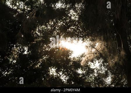 Sonnenlicht mit hohen Baumkronen an sonnigen Tagen Stockfoto