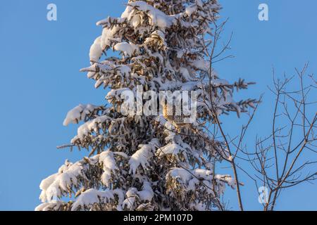 Die Fütterung von Baumknospen in Nord-Wisconsin mit Muschelhuhn. Stockfoto