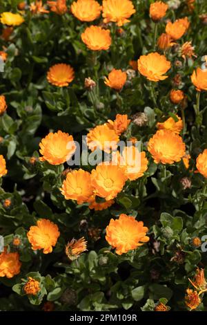 Calendula officinalis - Topf-Tampelblüten. Stockfoto