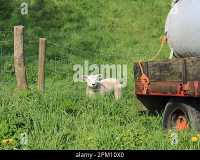 Frühlingsschwingungen: Schafe im Gras Stockfoto