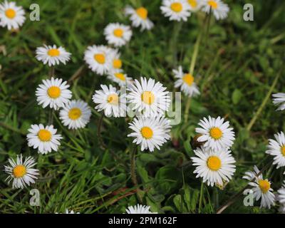 Viele Gänseblümchen wachsen auf einer grünen Wiese Stockfoto