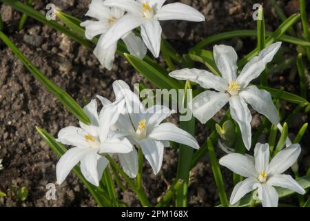 Scilla luciliae 'Alba' Blume White Scilla Stockfoto