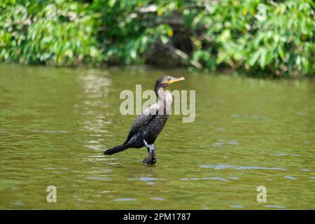 Sehen Sie Kormoran-Phalacrocoracidae-Vogel mit grünblauen Augen, der am Sandoval Lake auf dem Wasser steht. Grüne Wasservogel-Tapete. Stockfoto