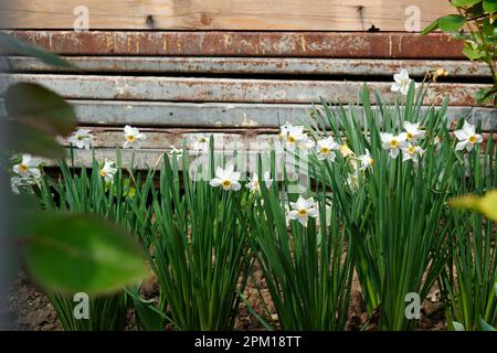 Weiße Narzissen im Frühling im Garten Stockfoto