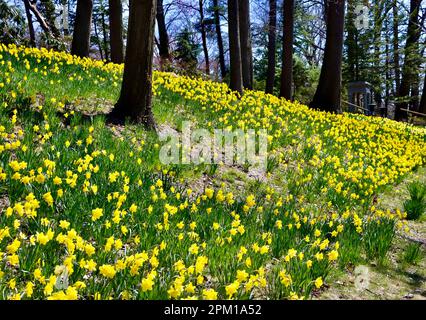 Daffodil Hill am Lake View Cemetery in Cleveland, Ohio, voller Narzissen am 10. 2023. April Stockfoto