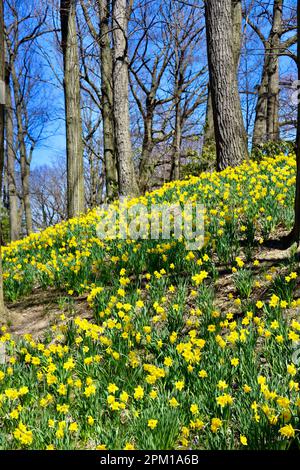 Daffodil Hill am Lake View Cemetery in Cleveland, Ohio, voller Narzissen am 10. 2023. April Stockfoto