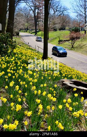 Daffodil Hill am Lake View Cemetery in Cleveland, Ohio, voller Narzissen am 10. 2023. April Stockfoto