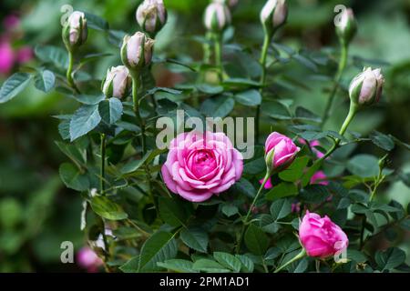 Rosa Rosenpflanze in Blüte Stockfoto