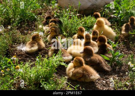 Süße flauschige Entenküken auf dem Hof an sonnigen Tagen Stockfoto