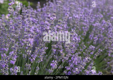 Wunderschöne Lavendelblumen wachsen auf dem Feld, Nahaufnahme Stockfoto