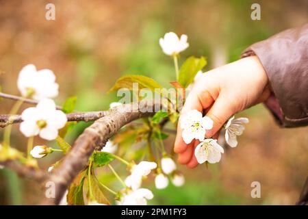 Weiße Kirschblüte in der Hand. Kinderhand berührt wunderschöne Blüten Baumblumen. Stockfoto