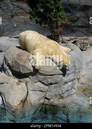 Eisbären spielen in Seaworld – Australien Stockfoto