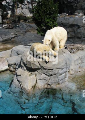 Eisbären spielen in Seaworld – Australien Stockfoto