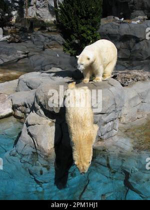 Eisbären spielen in Seaworld – Australien Stockfoto