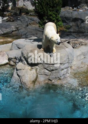 Eisbären spielen in Seaworld – Australien Stockfoto