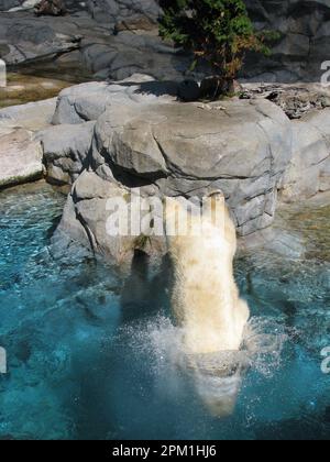 Eisbären spielen in Seaworld – Australien Stockfoto