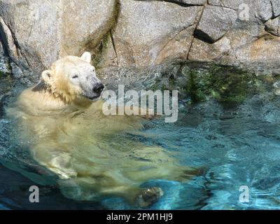 Eisbären spielen in Seaworld – Australien Stockfoto