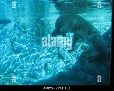 Eisbären spielen in Seaworld – Australien Stockfoto