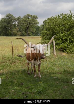 Kleine texanische Longhornkuh, die auf einer grünen Weide vor der Kamera steht. Stockfoto