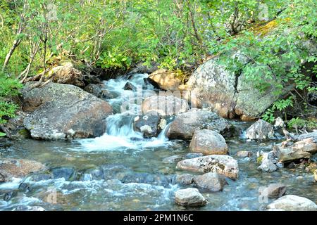 Ein kleiner Bach fließt durch dichten Sträuchern hinunter ins Tal. Malaya Buiba River, Ergaki Nature Park, Krasnoyarsk Territory, Sibirien, Stockfoto