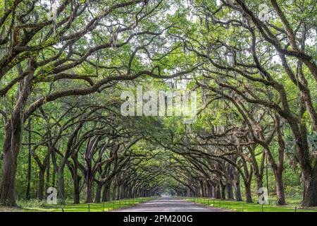 Auf der Wormsloe Plantation in Savannah, Georgia, gibt es eine bewachsene Straße mit Eichenbäumen. (USA) Stockfoto