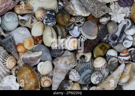 Ein flacher Blick von oben auf eine Auswahl von Queensland, Australien, mit angespülten Muscheln, die den Rahmen mit sanfter Beleuchtung füllen; aufgenommen in einem Studio Stockfoto