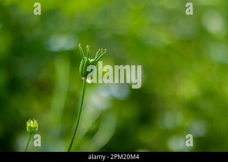 Schwarzkümmel, Nigella sativa, auch Schwarzkümmel genannt, Schwarzkümmel, römischer Koriander, Kalonji, Kalojira, Oder Fenchelblume, Jahrespflanze. Ein Heilmittel für alle Stockfoto