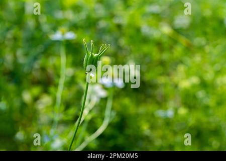 Schwarzkümmel und Nigella Sativa sind auch bekannt als Schwarzkümmel, Schwarzer Samen und römischer Koriander, um nur einige zu nennen. Ein Heilmittel für alle Krankheiten außer dem Tod. Stockfoto