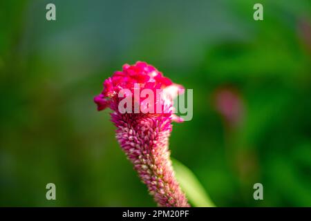 Celosia, Crested, jährliche Blume. Auch bekannt als Kammmuschel, Wollblume Celosia argentea var cristata. Amaranthaceae-Familie Celosia cristata Stockfoto