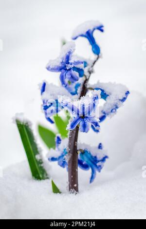 Hyazinthen blühen im Schnee. Frühlingsblumen unter dem Schnee. Kalter Frühling. Schneewetter im Frühling. Stockfoto