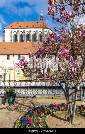 kostel Panny Marie Snezne, Frantiskanska zahrada, Nove Mesto, Praha, Ceska Republika / Franziskanergarten, Neustadt, Prag, Tschechische Republik Stockfoto