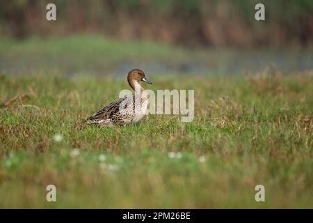 Gadwall-Vogel ruht Stockfoto