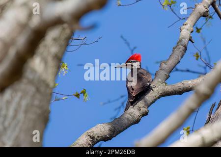 Der pileated Woodpecker (Dryocopus pileatus). Der nordamerikanische Vogel. Derzeit der größte Specht in den USA Stockfoto