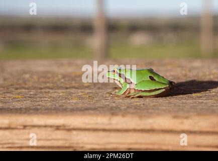 Kleiner europäischer Baumfrosch auf Holzfläche. Selektiver Fokus Stockfoto