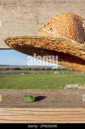 Kleiner Frosch, der unter einem Strohhut gefangen ist. Kinderstreiche im Naturbegriff Stockfoto