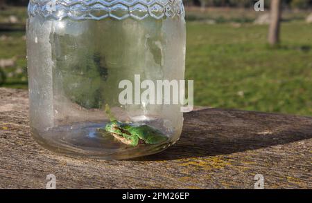 Kleiner Frosch, gefangen in einem Glasgefäß. Kinderstreiche im Naturbegriff Stockfoto