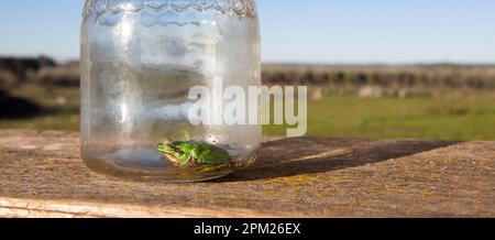 Kleiner Frosch, gefangen in einem Glasgefäß. Kinderstreiche im Naturbegriff Stockfoto