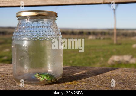 Kleiner Frosch, gefangen in einem Glasgefäß. Kinderstreiche im Naturbegriff Stockfoto