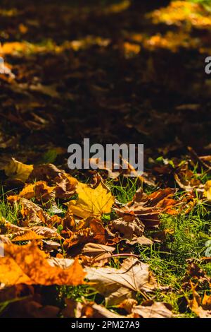 Farbenfrohe Herbstblätter. Blick durch das Herbstlaub im Parkwald. Goldene Baumblätter. Wunderschöner Baum mit gelben Blättern im Herbstwald. Pfad voller Herbstblätter. Hintergrund der natürlichen Herbstlandschaft Stockfoto